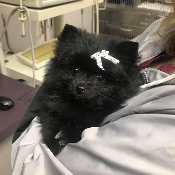 Animal Hospital at the Crossing - Champaign, Illinois; serving Pomeranian for exam