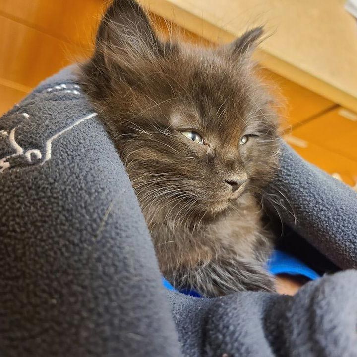 New Palestine Indiana Veterinary Practice: Kitten's first visit