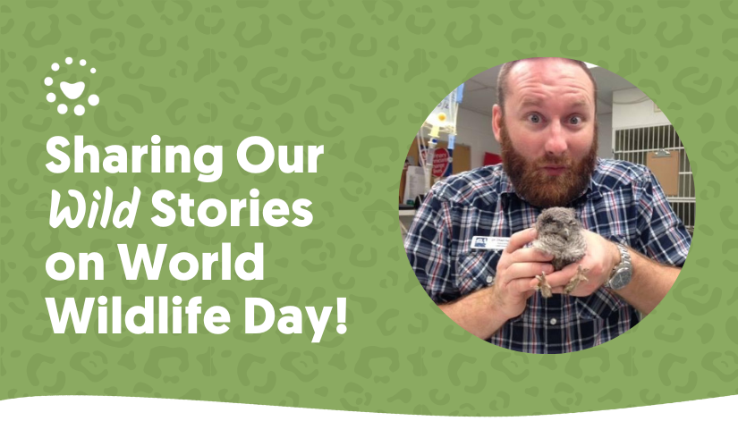 World Wildlife Day: Celebrating Wildlife Care at Our Practices
