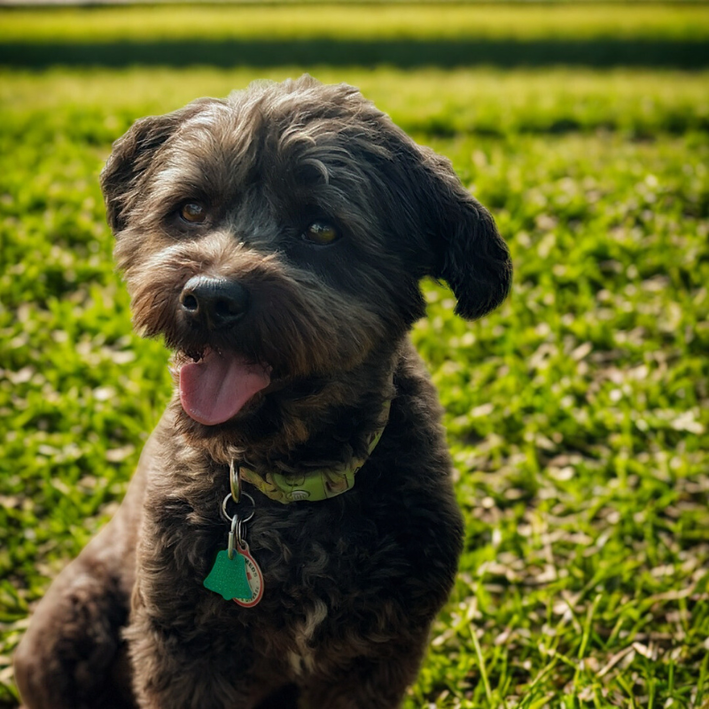 Animal House of Chicago