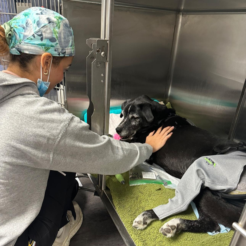 Animal and Bird Medical Center of Palm Harbor