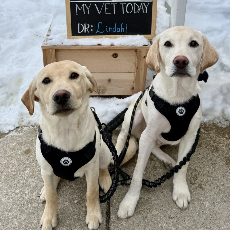 Apple Grove Veterinary Care