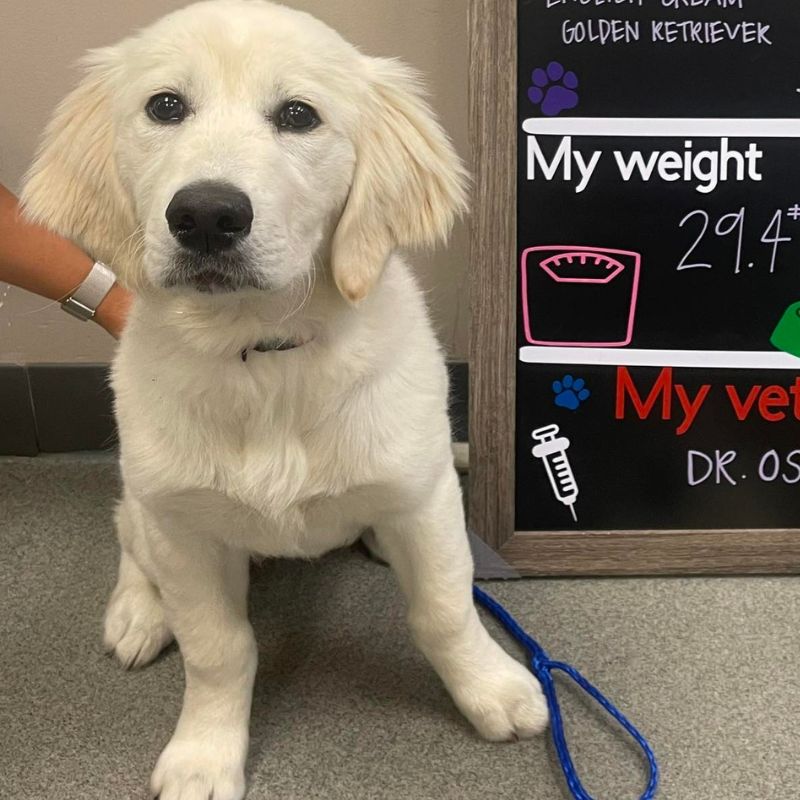 Corcoran Pet Care Center 