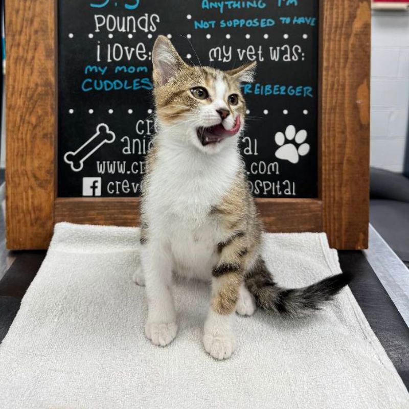 Creve Coeur Animal Hospital