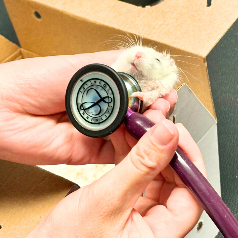 Cross Timbers Animal Medical Center