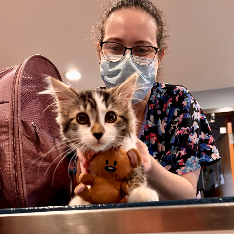 Lexington-Bedford Veterinary Hospital