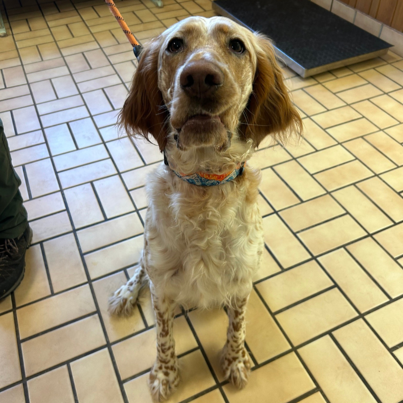 Russell Veterinary Hospital