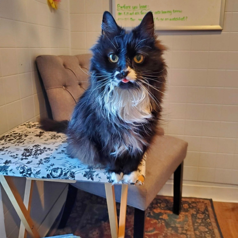 Weymouth Landing Cat Clinic