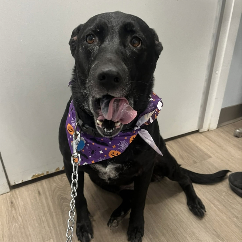 St. Clair Animal Care