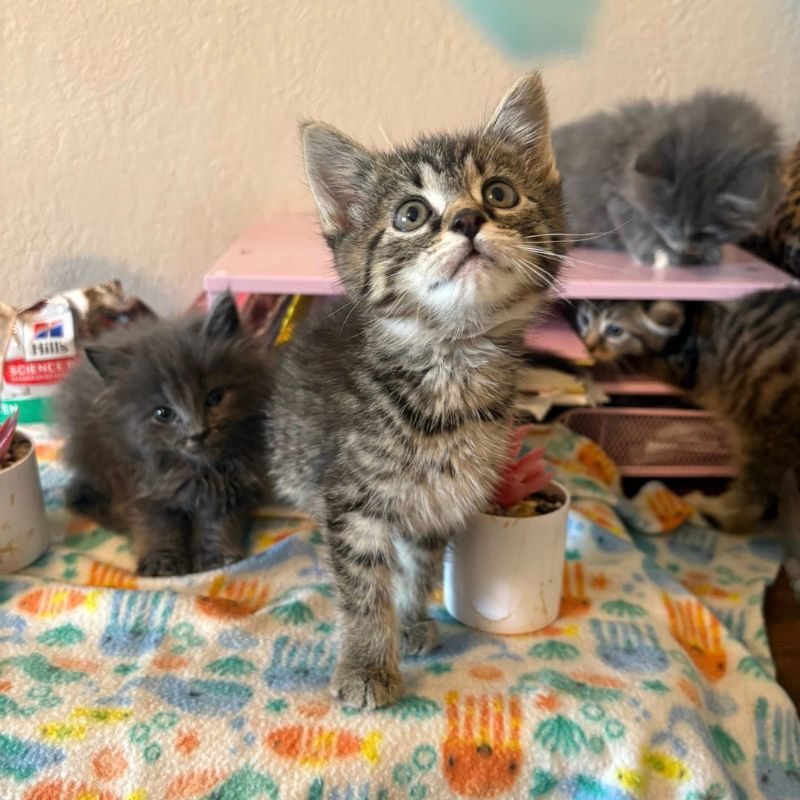 Always Compassionate Veterinary Care