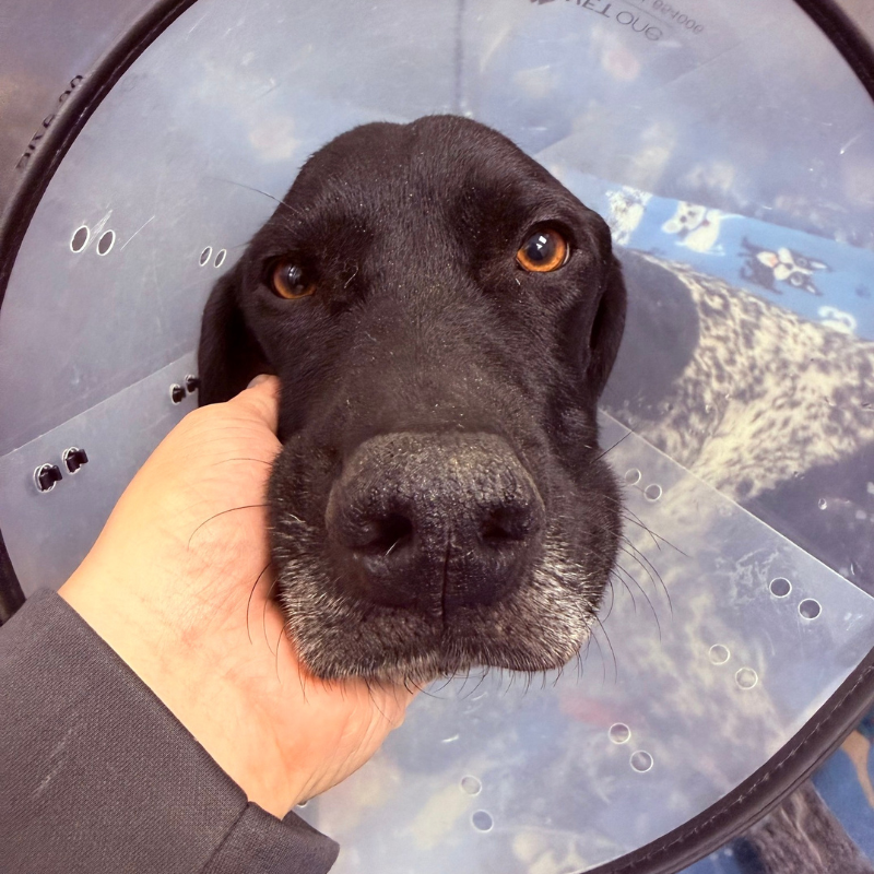 Animal Emergency Clinic of Mid-Maine