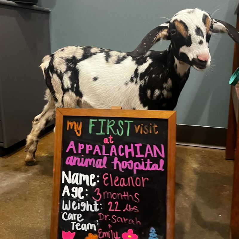 Appalachian Animal Hospital