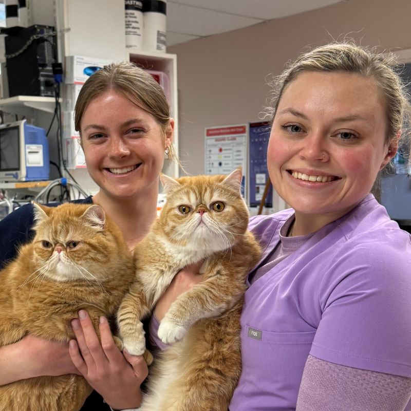 Ark Veterinary Hospital