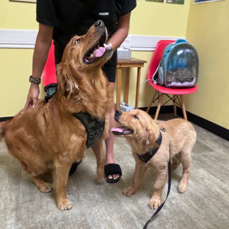 Armitage Animal Clinic