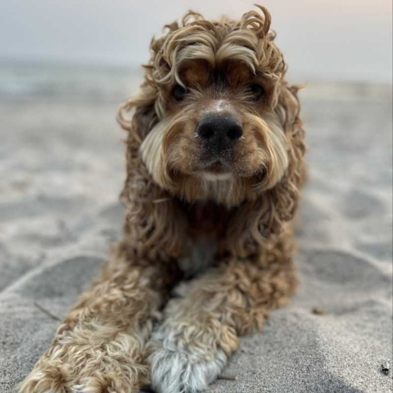 Armitage Animal Clinic