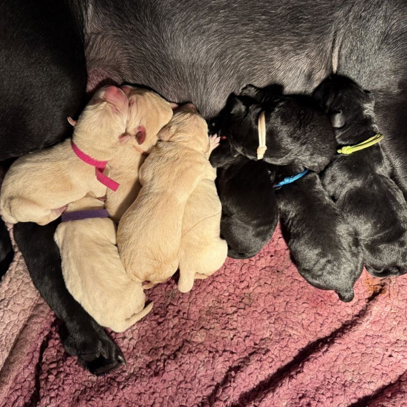 Boothbay Animal Hospital