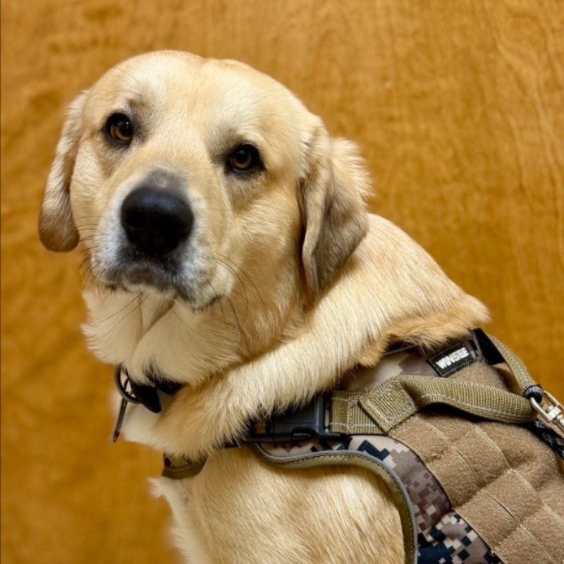 Boulevard Animal Hospital