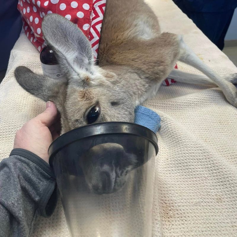 Branchville Animal Hospital