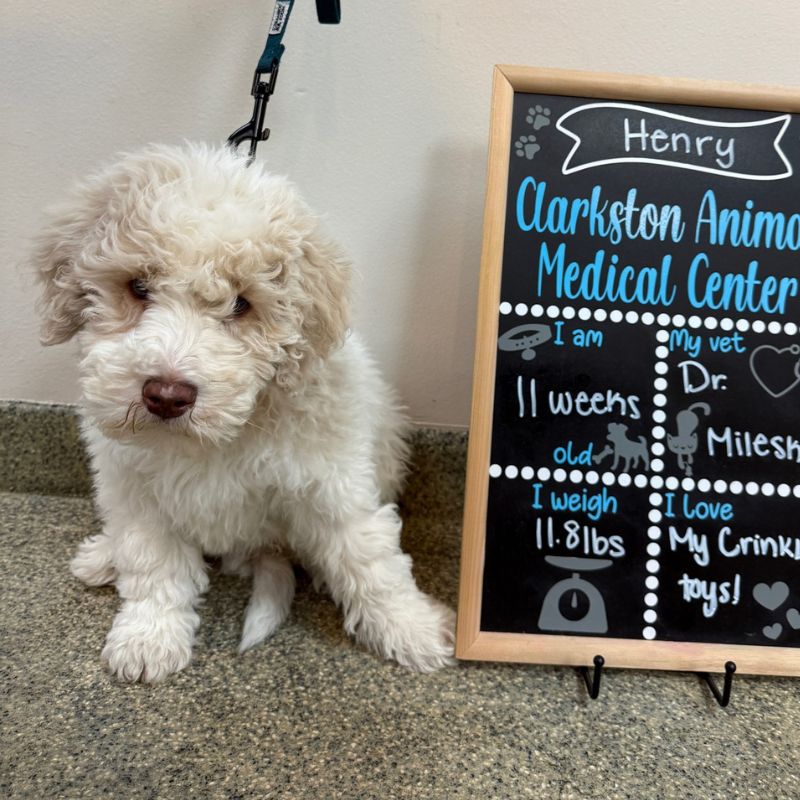 Clarkston Animal Medical Center