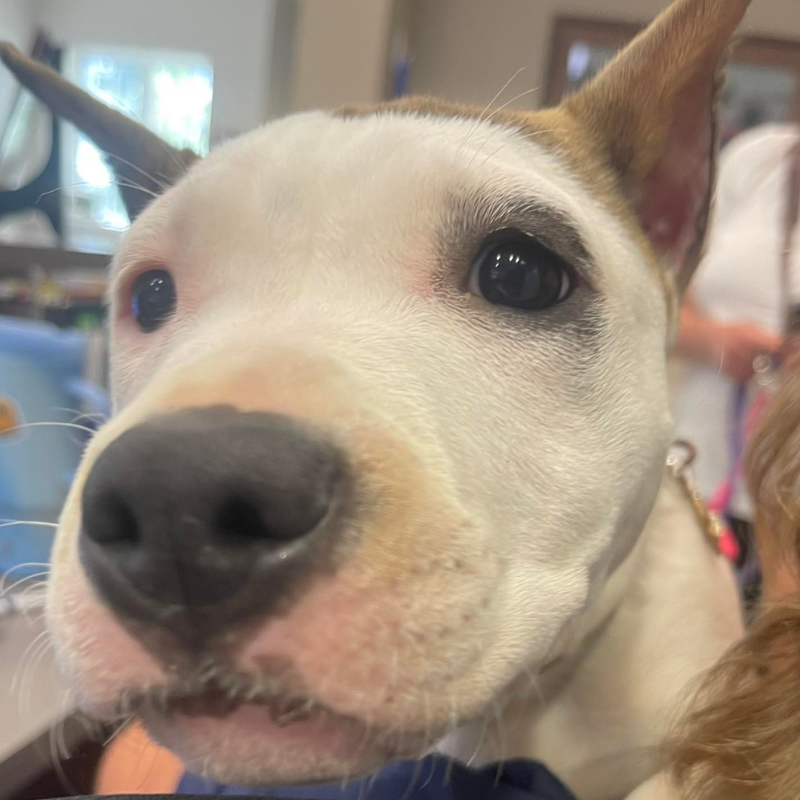 Clevengers Corner Veterinary Care