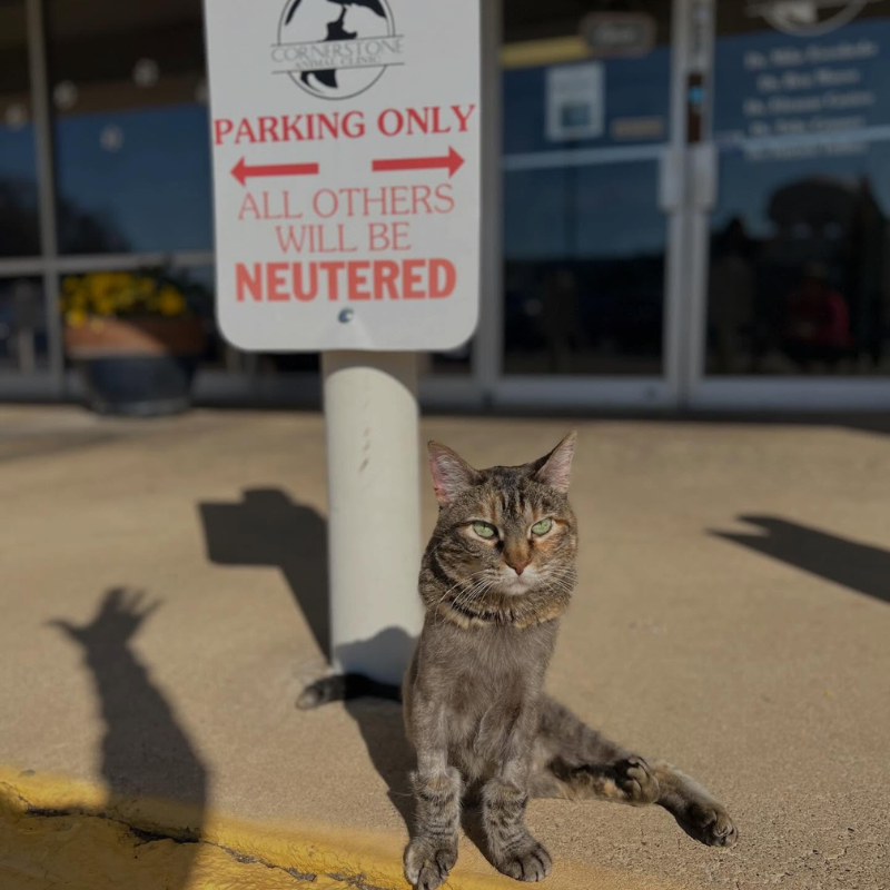 Cornerstone Animal Hospital