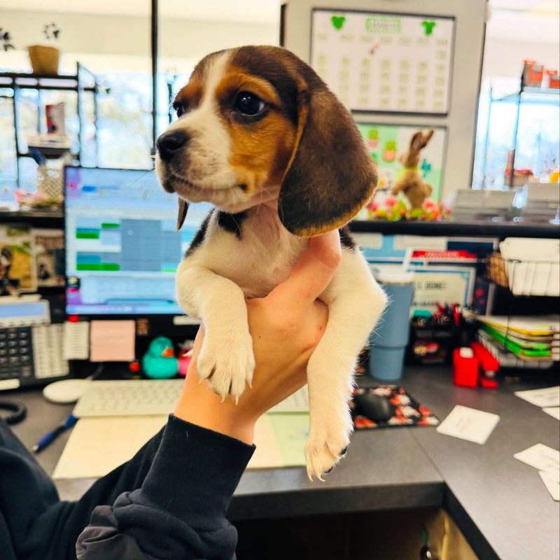 Cornerstone Animal Clinic