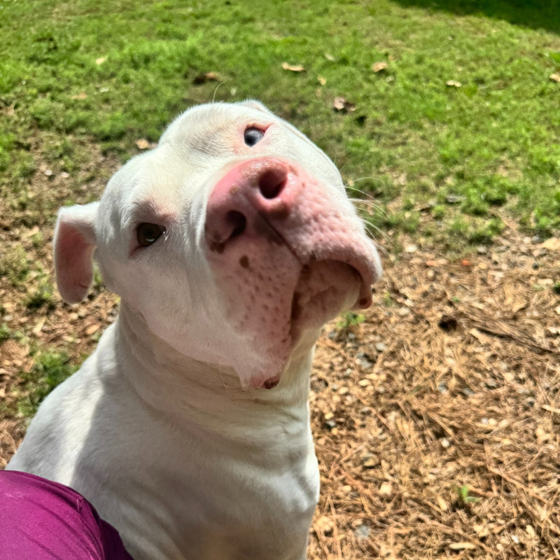 Crabapple Knoll Veterinary Clinic