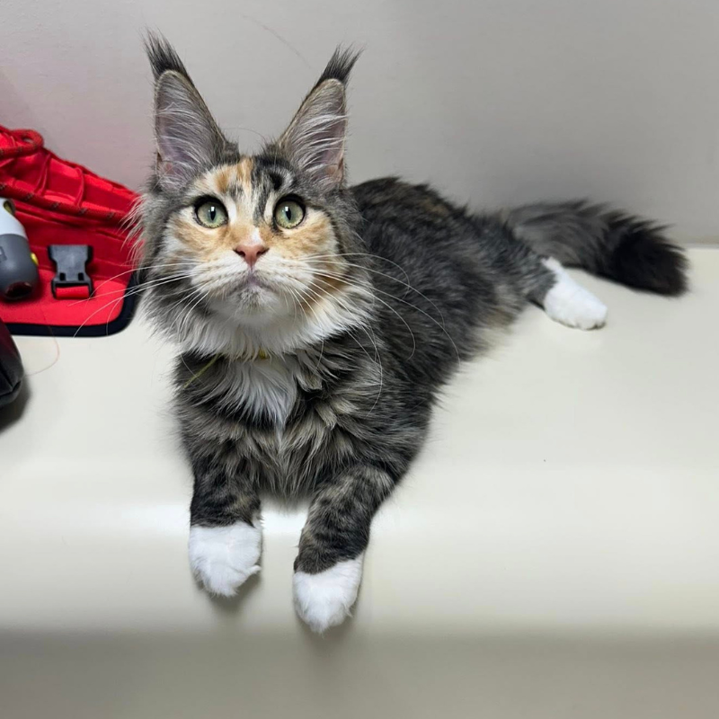 Dearborn Family Pet Care