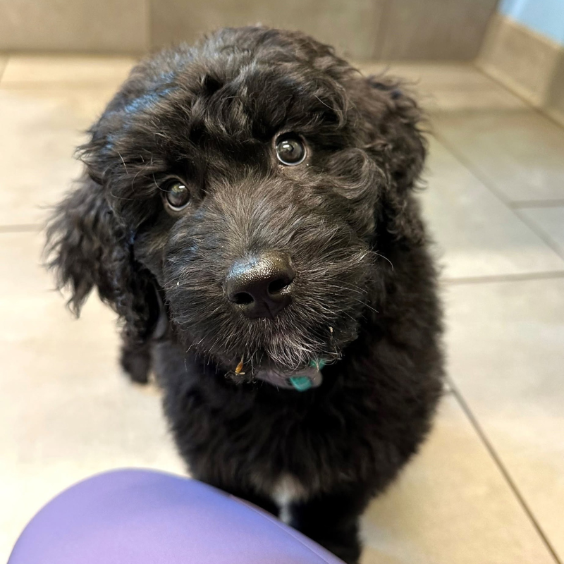 Dove Creek Animal Hospital