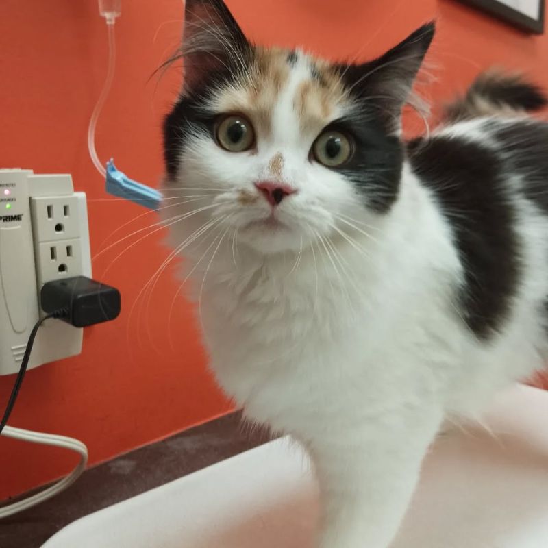 Downtown Toronto Cat Clinic