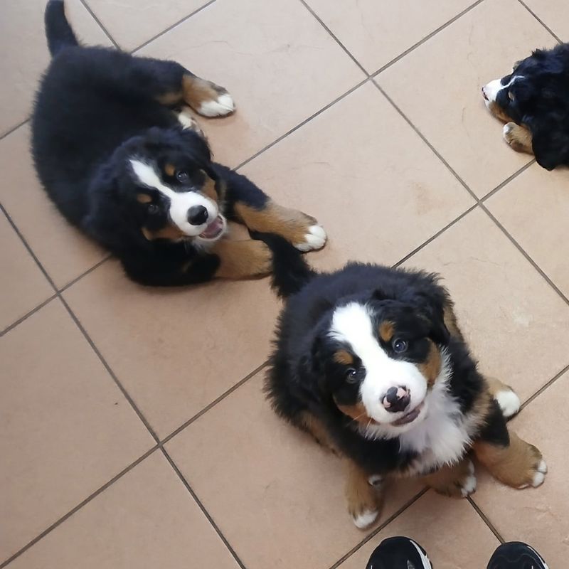 Hampstead Animal Hospital 