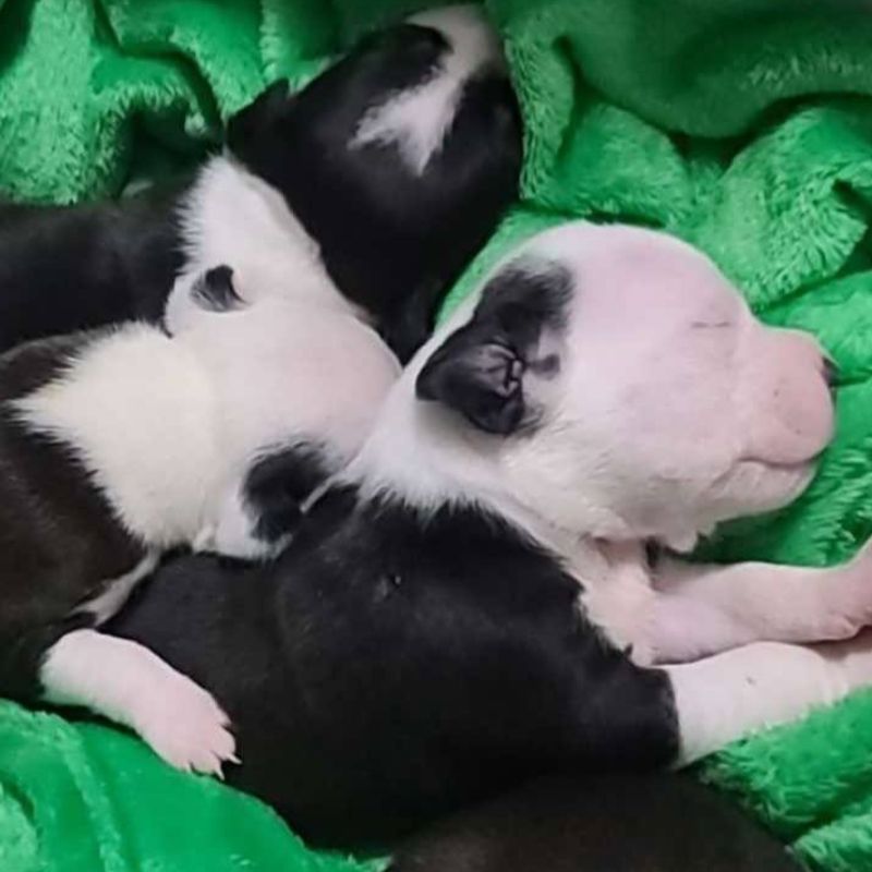 Heritage Animal Hospital