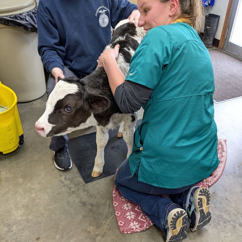 Jennings Veterinarians