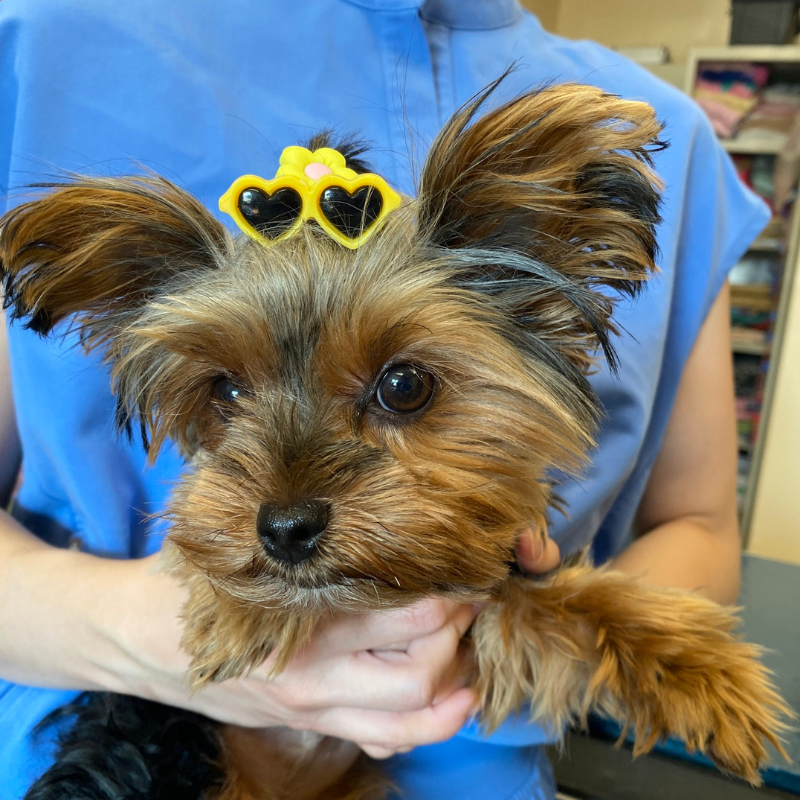 LaSalle Animal Hospital 