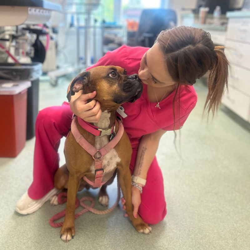 Main Street Veterinary Hospital