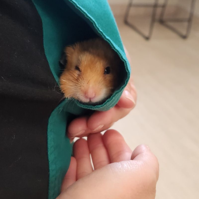 Mt. Spokane Veterinary Hospital