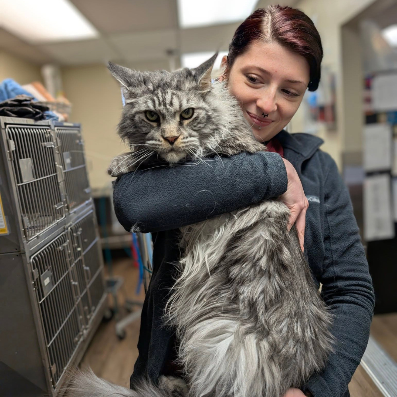 New Baltimore Animal Hospital
