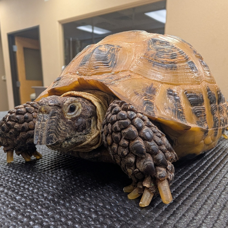 Northern Michigan Veterinary Hospital