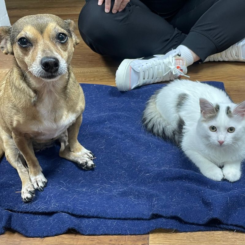 Oaks Veterinary Hospital 