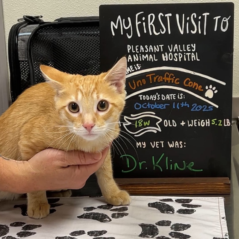 Pleasant Valley Animal Hospital