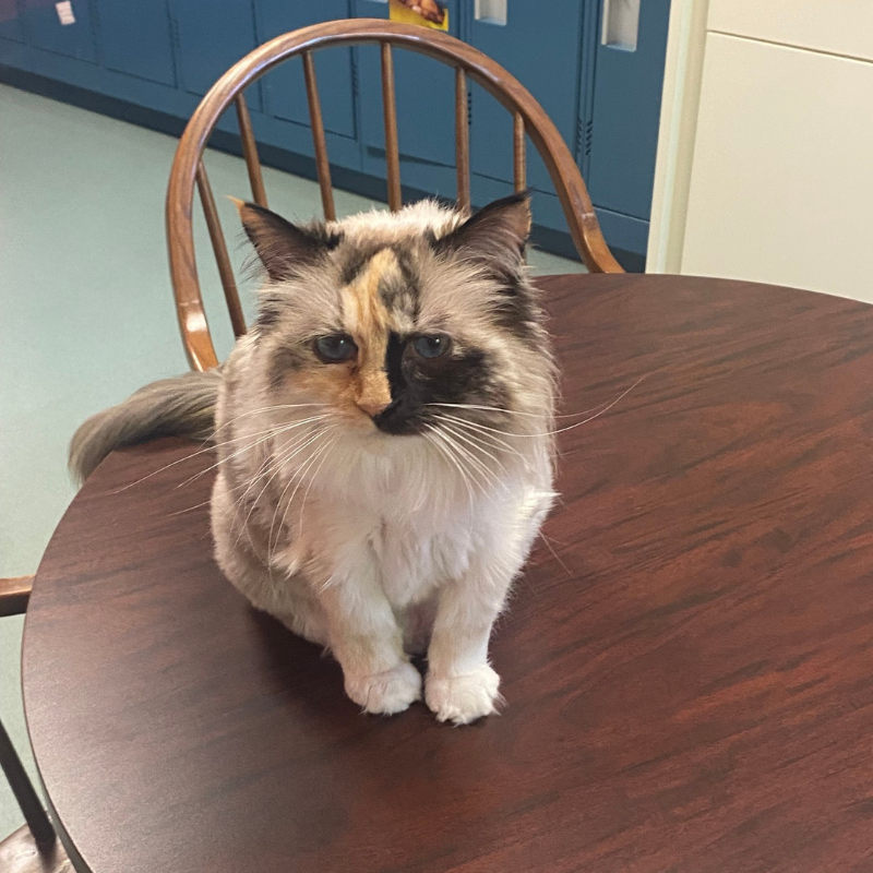 Port Cities Animal Hospital