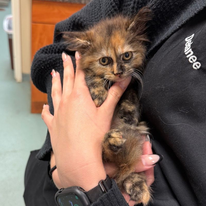 Rock Hill Animal Hospital