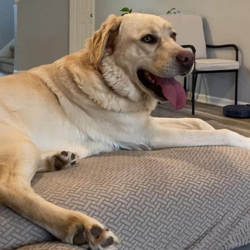 South Side Animal Hospital