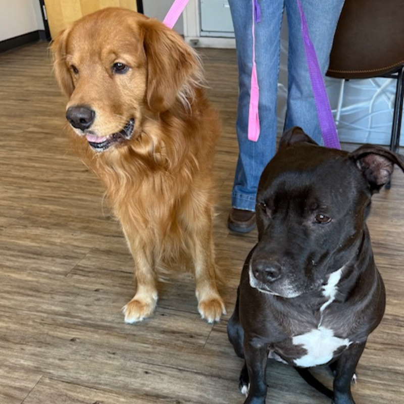 Red Hill Animal Health Center