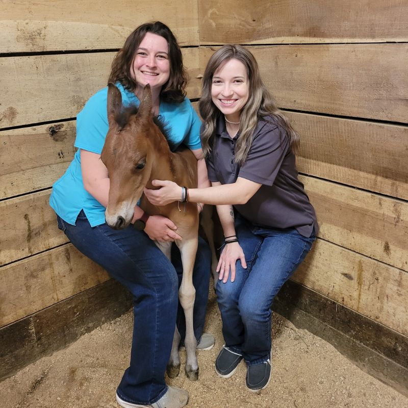Stone Ridge Equine Care 
