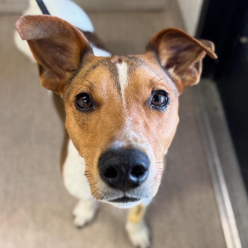 Strathroy Animal Clinic