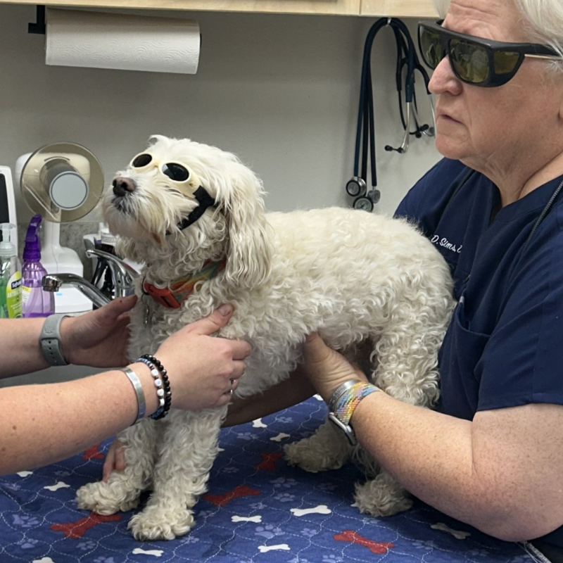 Tara Animal Hospital