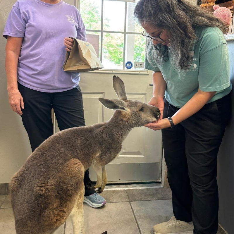 Tara Animal Hospital