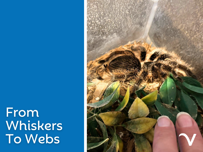 From Whiskers to Webs