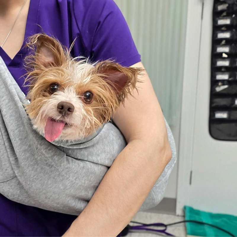 Torrington Animal Hospital